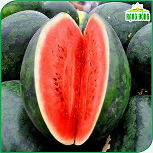 Hạt giống Dưa Hấu Rado 331 (10 hạt) trái to, dài, ruột đỏ, ngọt, kháng sâu bệnh, trồng quanh năm - Hạt giống Rạng Đông