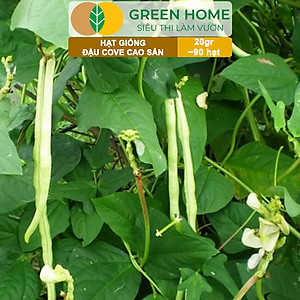Hạt Giống Đậu Cove Greenhome, Gói 20gr~90 hạt, Dễ Trồng Quanh Năm, Nảy Mầm Cao, Thu Hoạch Nhanh, Năng Suất Cao T07