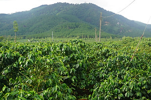 Cà Phê Nguyên Chất Baka - Moka (Bì 500g)