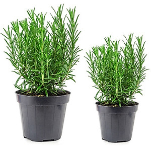 Hạt giống cây Hương Thảo Rosemary - Mê điệt hương VTS191