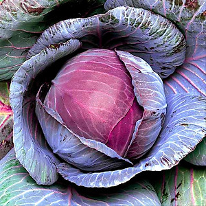 Hạt Giống Bắp Cải Tím Lai F1 Rado 501