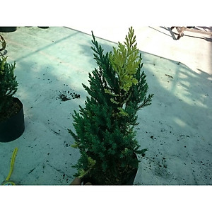 Cây Sơn Tùng Cẩm Thạch - cây cảnh để bàn + tặng phân bón cho cây