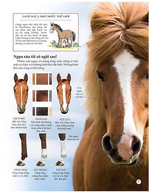 Sách Bách Khoa Tri Thức Về Khám Phá Thế Giới Cho Trẻ Em - Horses And Ponies - Loài Ngựa