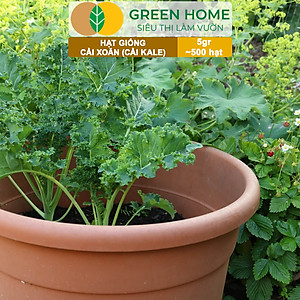 Hạt Giống Cải Xoăn Kale Greenhome, Gói 5g, Dễ Trồng Quanh Năm, Nảy Mầm Cao, Thu Hoạch Nhanh, Năng Suất Cao R16