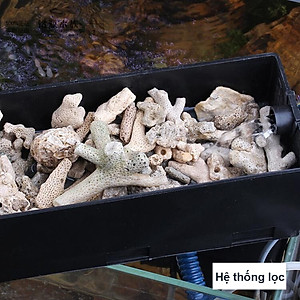 3KG San Hô Vụn vật liệu lọc hồ cá, trang trí bể cá, hồ thủy sinh cao cấp 