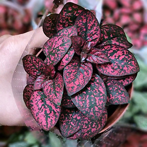 Cây cẩm nhung Fittonia, lá may mắn nhiều màu đẹp.