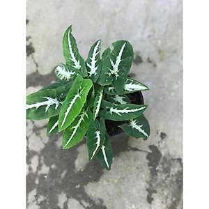 Trầu Bà Nhung - cây cảnh để bàn + Tặng phân bón cho cây mau lớn