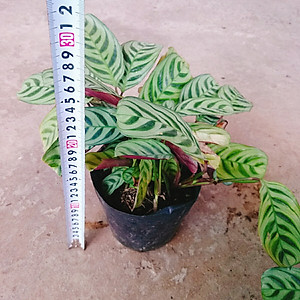 Cây Đuôi Công - cây cảnh để bàn + Tặng phân bón cho cây