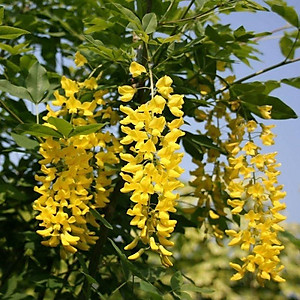 Lan Hoàng Dương Chuỗi ngọc hoa vàng - Cây cảnh sân vườn + Tặng phân bón cho cây