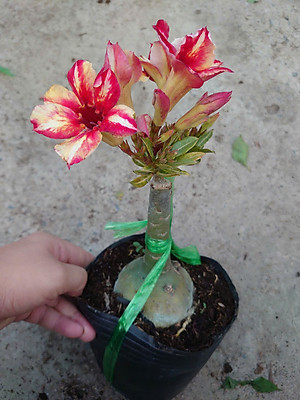 Cây Hoa Sứ Thái Ghép (giao màu ngẫu nhiên)