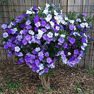 hoa nhài nhật tím đổi màu, cây giống