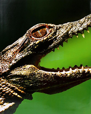 Sách Lịch Sử Tự Nhiên