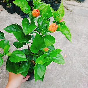 Cây Hoa Dâm Bụt cánh kép (Màu Cam) - cây cảnh để trong nhà + tặng phân bón cho cây