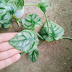 Mua Cây tắc kè thái (giống mới) - cây leo tường + tặng phân bón ...