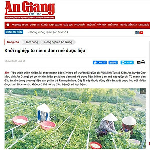 TRÀ KIM NGÂN HOA (100% NỤ HOA) TÚI 20G - THÁI MINH NGUYÊN