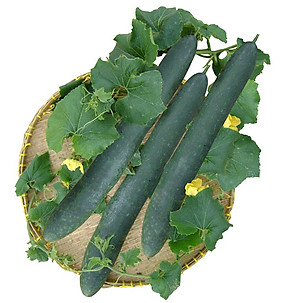 Hạt giống bí đao cơm xanh F1 quả dài giống khỏe năng suất cao VTP06