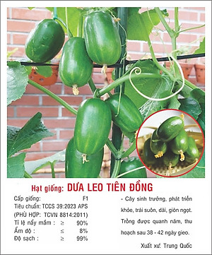 Hạt giống Dưa leo Tiên Đồng trái sai ăn non giòn ngọt