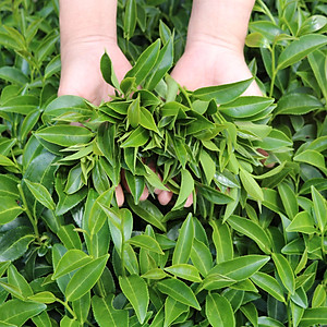 Trà Xanh Cầu Đất Dalat Farm - Hộp 110Gr