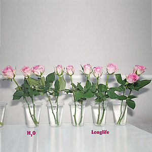 Dinh Dưỡng Giữ Hoa Hồng cắm bình Lâu Tàn - Food For Cut Flowers (Set 50 gói loại 5gr) giúp hoa luôn tươi mớ, cứng cáp gấp 2 lần và trong 14 ngày không thối nước hay cắt tỉa gốc hoa, nhập khẩu Israel