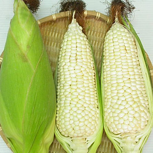 Hạt giống bắp nếp nù trắng - Ngô nếp siêu dẻo VTP127