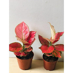 Cây vạn lộc đỏ (cây hồng lộc) - Cây phong thủy để bàn