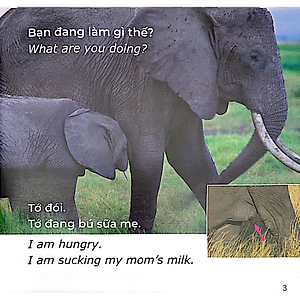 Sách Gõ Cửa Thiên Nhiên: Bạn Đang Làm Gì Thế? Chăm Chỉ - What Are You Doing?