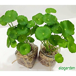 Cỏ Đồng Tiền ( Rau má Nhật ) - Cây cảnh để bàn