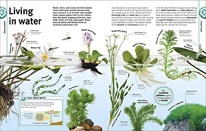 Trees, Leaves, Flowers And Seeds: A Visual Encyclopedia Of The Plant Kingdom