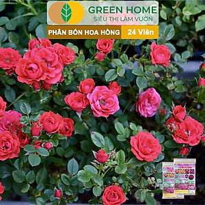 Phân Bón Hoa Hồng Greenhome, Gói 24 Viên, Giúp Cây Đâm Chồi, Thân Mập, Nhiều Nụ, Hoa To, Thắm Màu, Lâu Tàn