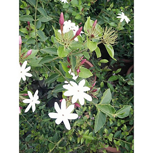 Cây nguyệt quế leo - cây cảnh vườn + tặng phân bón cho cây