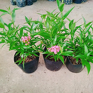 Cây Liễu Hồng - cây cảnh vườn + tặng phân bón cho cây mau lớn