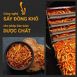 Đông trùng hạ thảo bán tự nhiên Dược Quý Đường hộp 20g - Hỗ trợ bổ phế, ích can thận, bồi bổ cơ thể