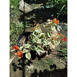 Cây hoa giấy cẩm thạch (màu cam) - cây cảnh để bàn + tặng phân bón cho cây mau lớn