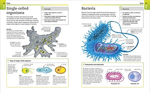 Super Simple Biology: The Ultimate Bitesize Study Guide