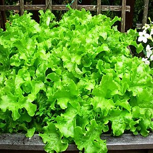 Hạt giống xà lách xoăn sư tử hạt đen No.8 Phú Nông (5g/gói) | Lettuce grand rapid No.08