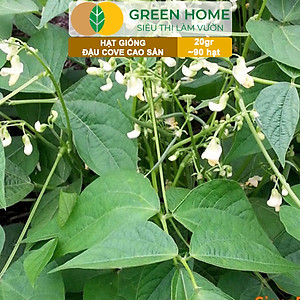 Hạt Giống Đậu Cove Greenhome, Gói 20gr~90 hạt, Dễ Trồng Quanh Năm, Nảy Mầm Cao, Thu Hoạch Nhanh, Năng Suất Cao T07