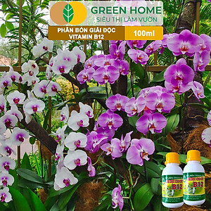 Chế Phẩm Vitamin B12 Greenhome, Chai 100ml, Chống Sốc, Phục Hồi Giải Độc Cho Lan, Cây Cảnh Khi Bị Bón Phân Quá Liều