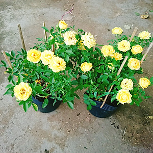 Cây Hoa Hồng Tỉ Muội Vàng - cây cảnh để bàn + tặng phân bón cho cây