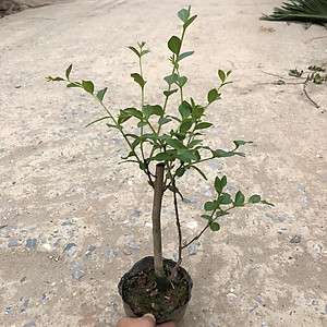 Cây hoa tường vi cao 50 cm (ảnh thật)