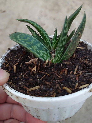 Cây Sen Mỏ Vịt - cây cảnh để bàn + tặng phân bón cho cây