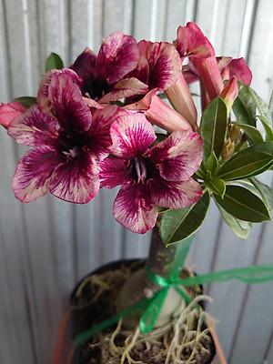 Cây Sứ Thái Kép Hoa Tím - cây cảnh để trong nhà + tặng phân bón cho cây