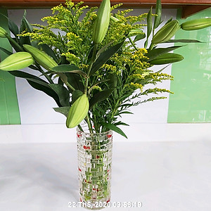 Bộ 5 hộp Chế phẩm xử lý hoa Longlife của Israel - Bảo quản hoa cắm bình tươi lâu và 14 ngày không thối nước