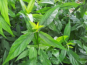 Cây xương khỉ (Cây bìm bịp - Cây mảnh cộng)  - Sản phẩm khô về làm trà ( Gói 500gr)