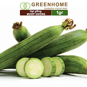 Hạt Giống Mướp Hương Greenhome, Gói 1gr~10 Hạt, Dễ Trồng Quanh Năm, Nảy Mầm Cao, Thu Hoạch Nhanh, Năng Suất Cao T16