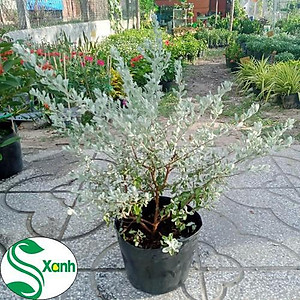 Cây Tuyết Sơn Phi Hồng - Cây cảnh vườn + Tặng phân bón cho cây