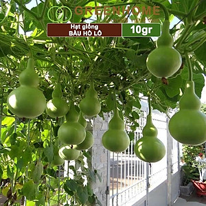 Hạt Giống Bầu Hồ Lô Greenhome, Gói 1g, Dễ Trồng Quanh Năm, Nảy Mầm Cao, Thu Hoạch Nhanh, Năng Suất Cao T11