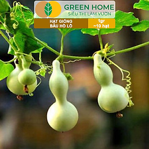 Hạt Giống Bầu Hồ Lô Greenhome, Gói 1g, Dễ Trồng Quanh Năm, Nảy Mầm Cao, Thu Hoạch Nhanh, Năng Suất Cao T11