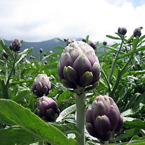 Hạt Giống Atiso Đà Lạt Bông Tím Gói 1gram - Hạt Giống Sen Vàng