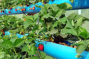 Viên đất sét nung (sỏi nhẹ leca / keramite) popper trồng xương rồng,sen đá, thủy canh, lọc nước THAILAND - 1 lít