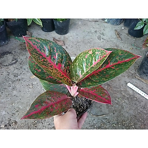 Cây Như Ý - cây cảnh để bàn + tặng phân bón cho cây